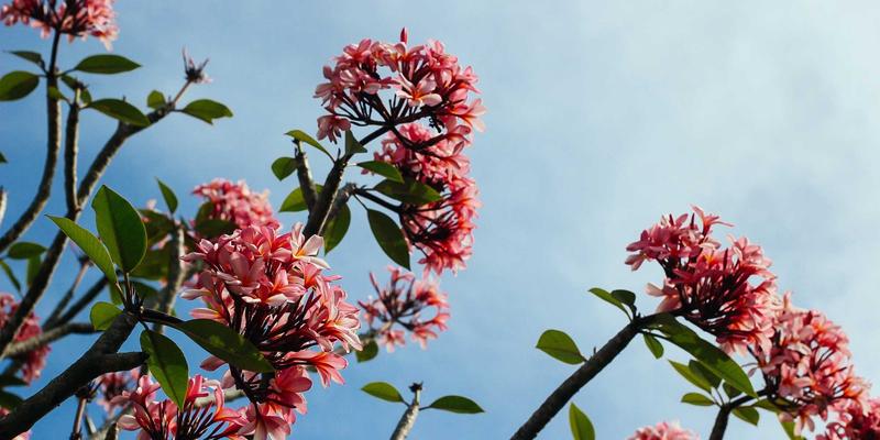 影视声音设计艺术：从环境音效到拟音创作的全流程解析与内容策划